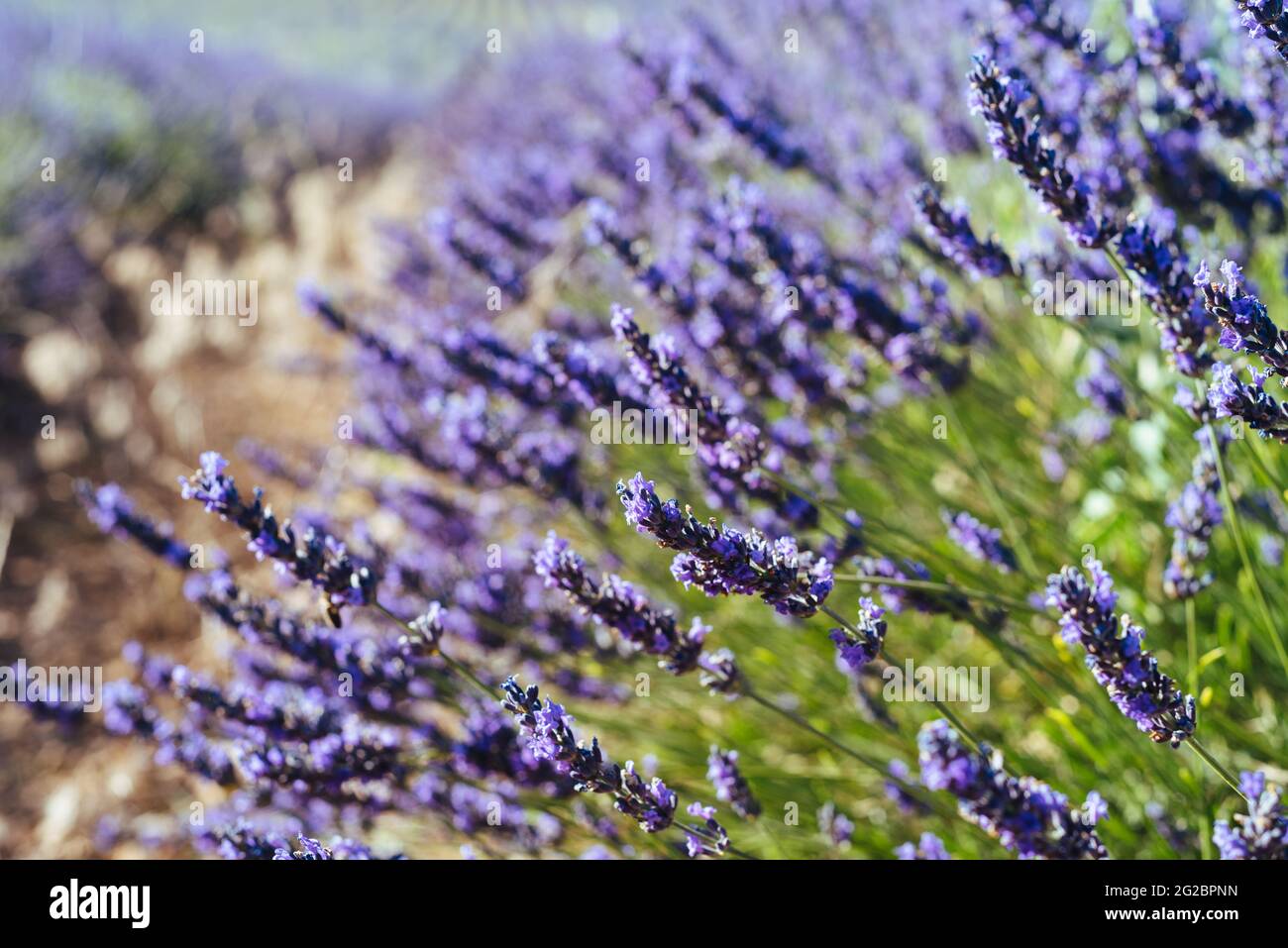Lavender spikes. Field of Lavender, Lavandula angustifolia, Lava Stock Photo