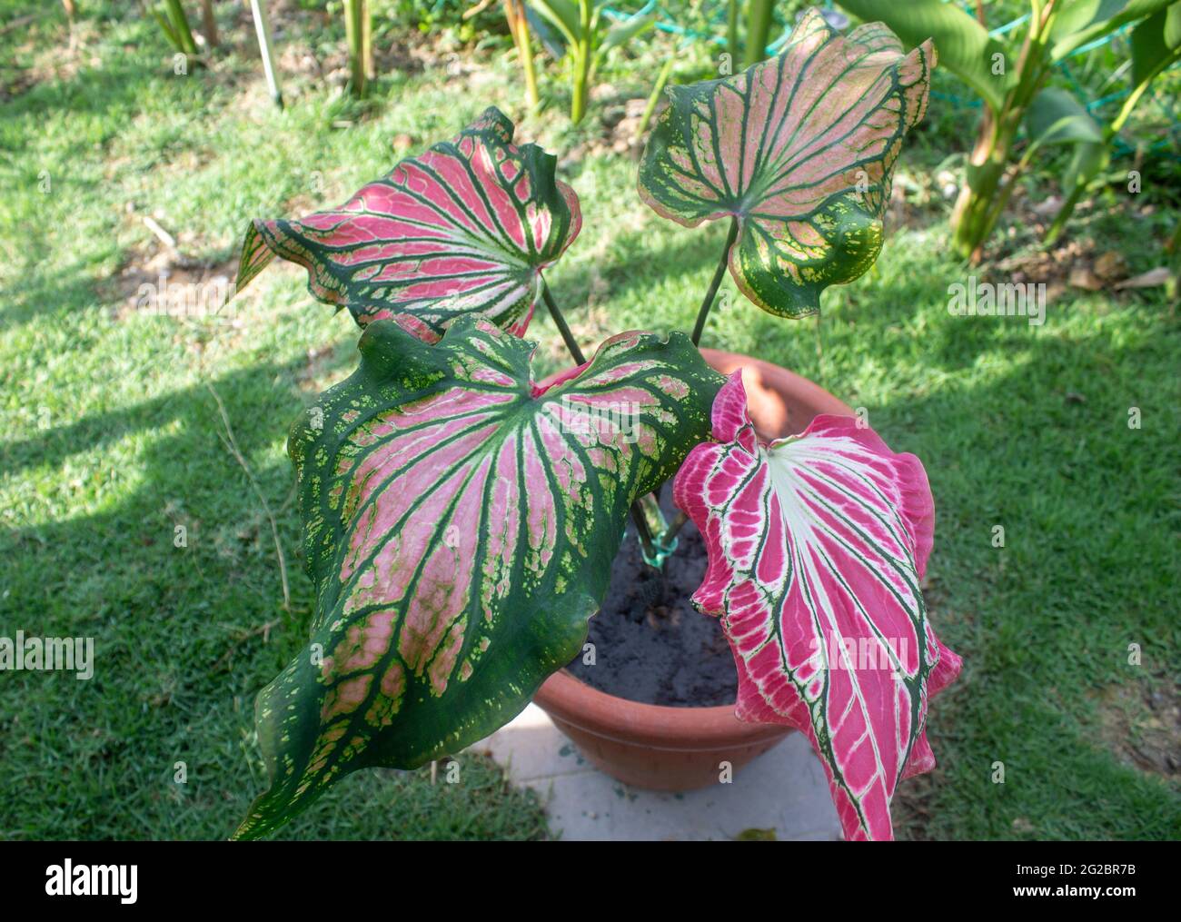 Pokok Keladi Viral High Resolution Stock Photography And Images Alamy