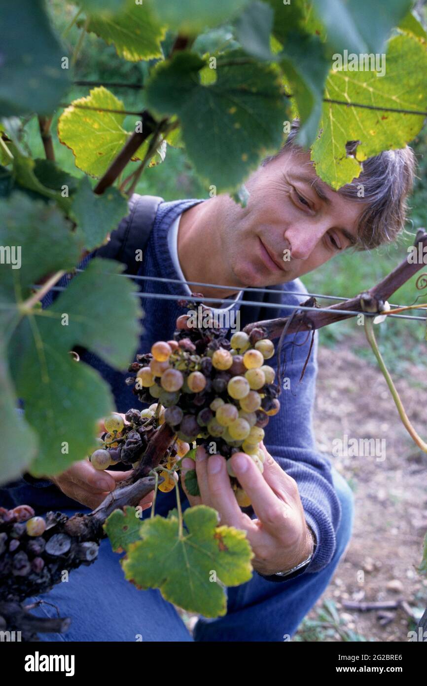 FRANCE. GIRONDE (33) WINE OF BORDEAUX. SAUTERNES VINEYARD. BOTRYTIS CINEREA ON A BUNCH OF GRAPES (WINE-HARVEST) Stock Photo