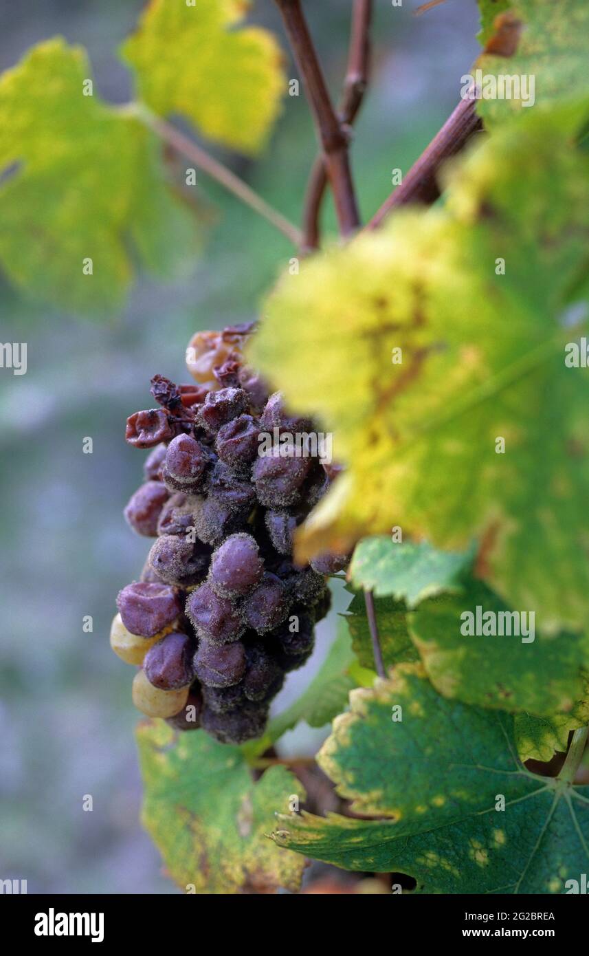 FRANCE. GIRONDE (33) WINE OF BORDEAUX. SAUTERNES VINEYARD. BOTRYTIS CINEREA ON A BUNCH OF GRAPES Stock Photo