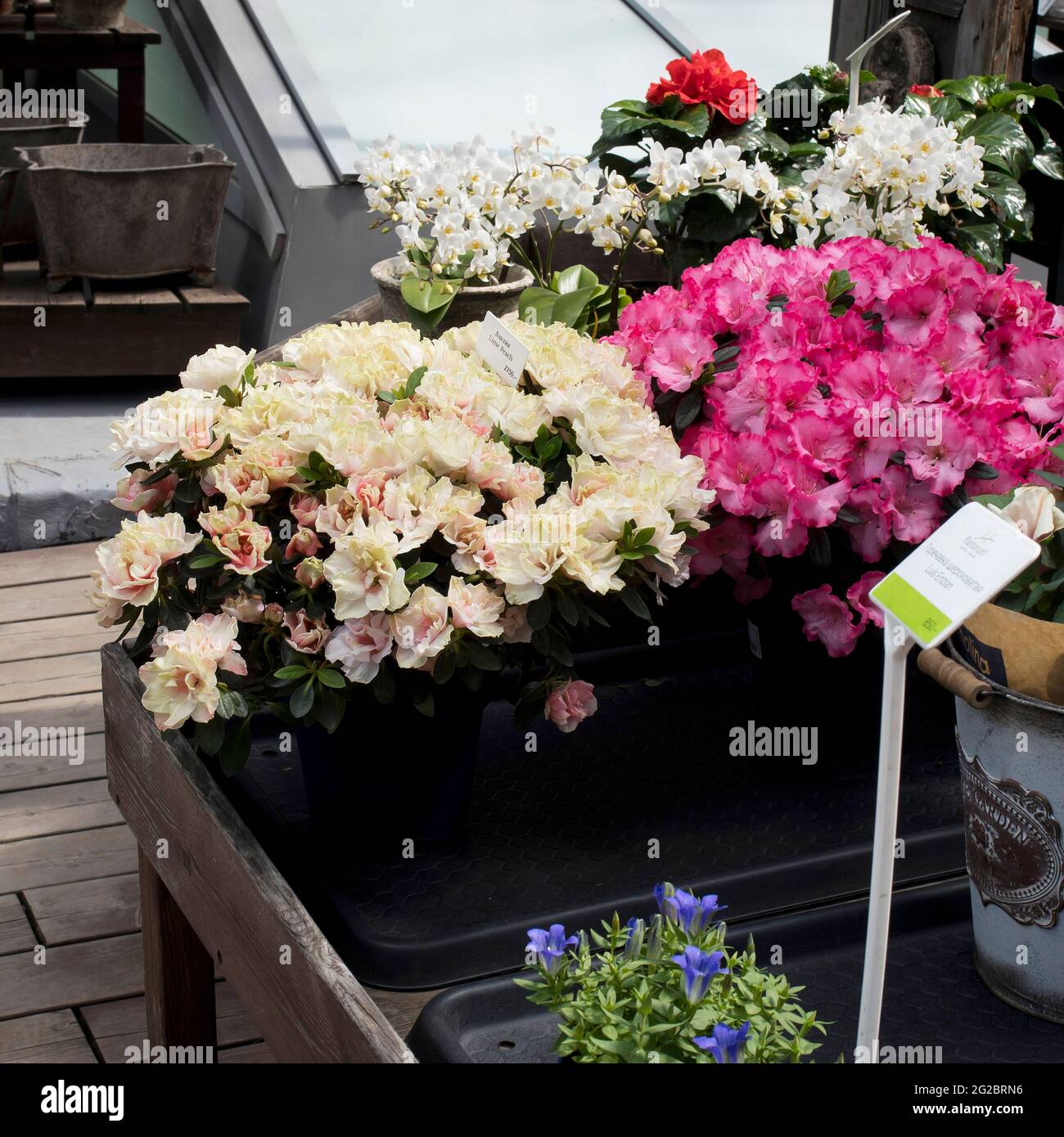Moscow, Russia - 21 May, 2021, Flower shop. Gentiana scabra, Azalea Lime Peach, white orchids and rhododendrons in terracotta pots as garden decoratio Stock Photo