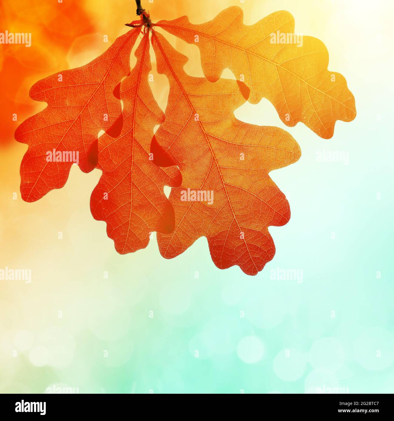 Tree leaves oak season hi-res stock photography and images - Alamy
