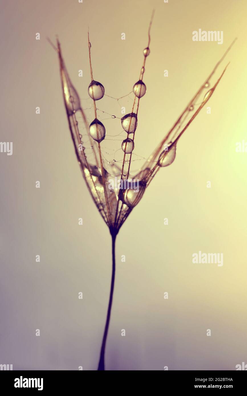 Dew drops on a dandelion seed close up. Stock Photo