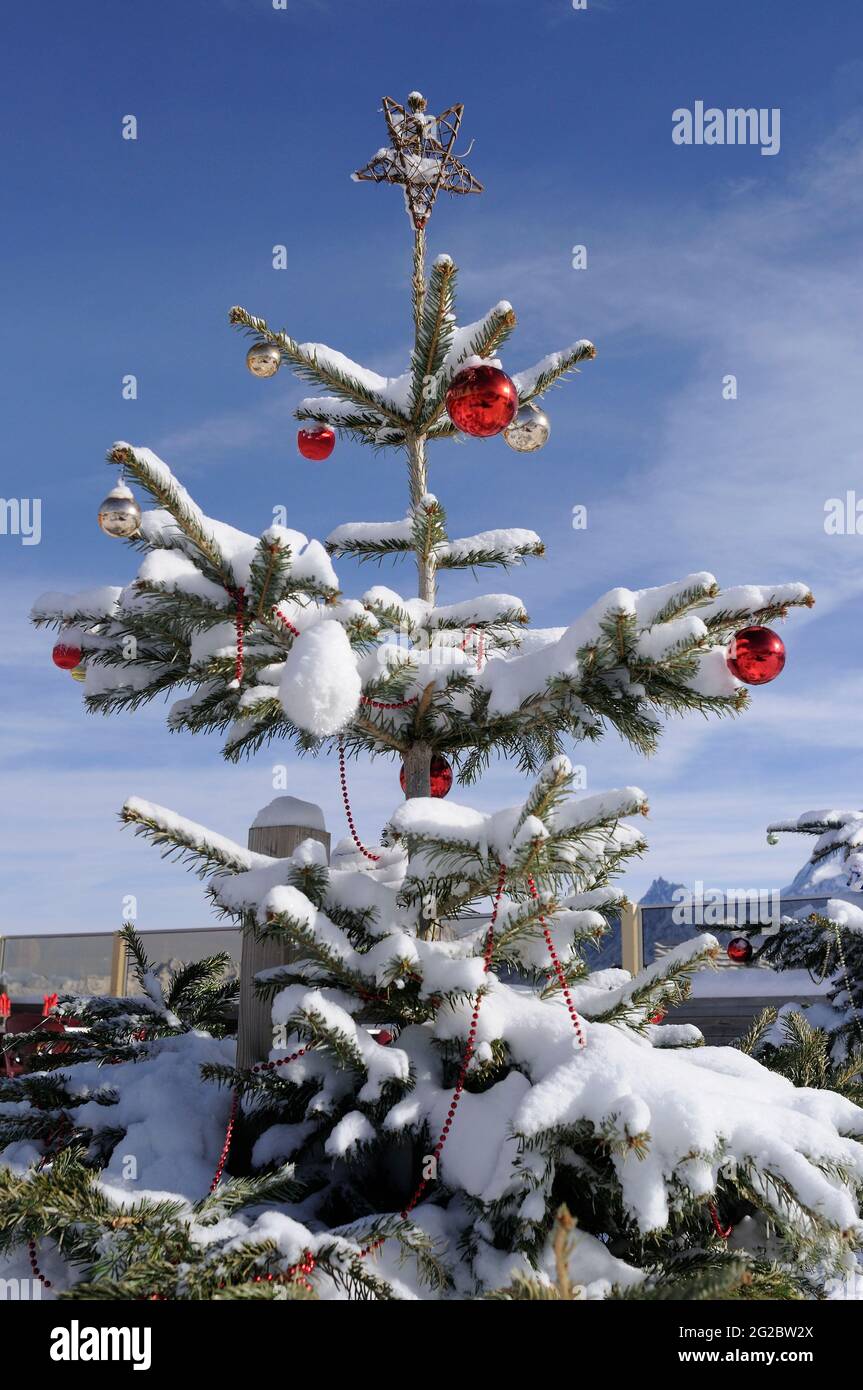 FRANCE. HAUTE-SAVOIE (74) VAL D'ARLY AND MONT-BLANC COUNTRY. MEGEVE SKI RESORT. CHRISTMAS TREE Stock Photo