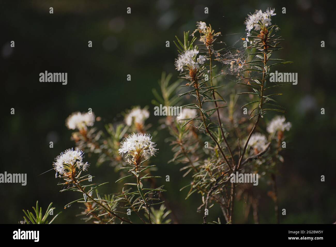 Blooming wild rosemary (Ledum palustre, Rhododendron tomentosum close up Stock Photo