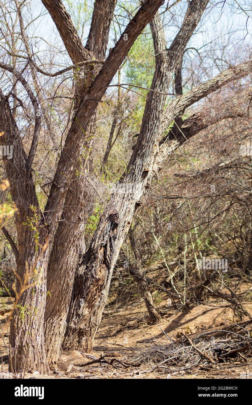 Vertical shot tall trees hi-res stock photography and images - Alamy