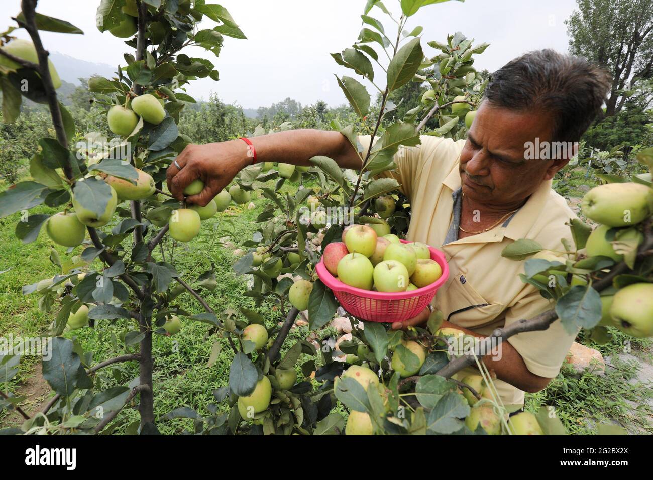 Himachal apple farmer hires stock photography and images Alamy