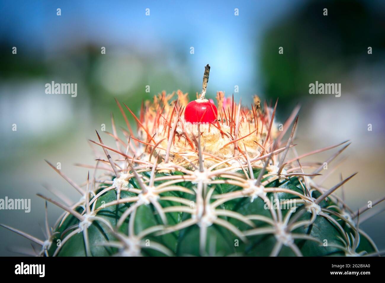 red fruit of melocactus on top of cactus cephalium Stock Photo - Alamy
