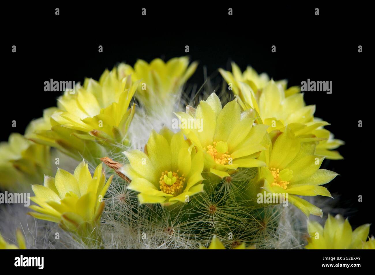 yellow flower of mammillaria cactus blooming against dark background Stock Photo