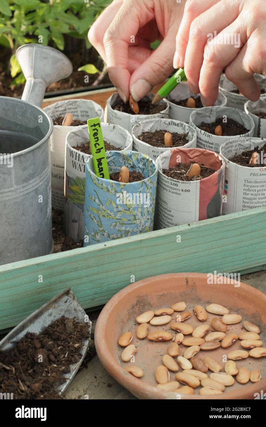 Sowing French beans in paper pots. Woman sowing 'Violet Podded' climbing French beans - Phaseolus vulgaris - in plant pots fashioned newspapers. UK Stock Photo