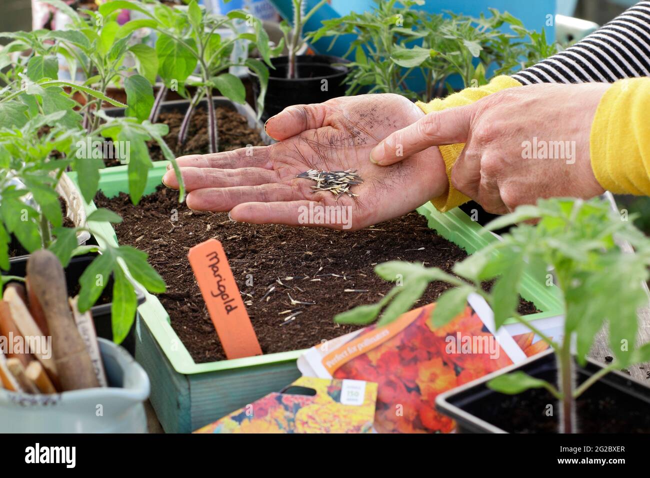 Sowing French marigolds into a tray. Starting off French marigold (Tagetes patula) Dwarf Double  Mixed seeds in a tray. UK Stock Photo