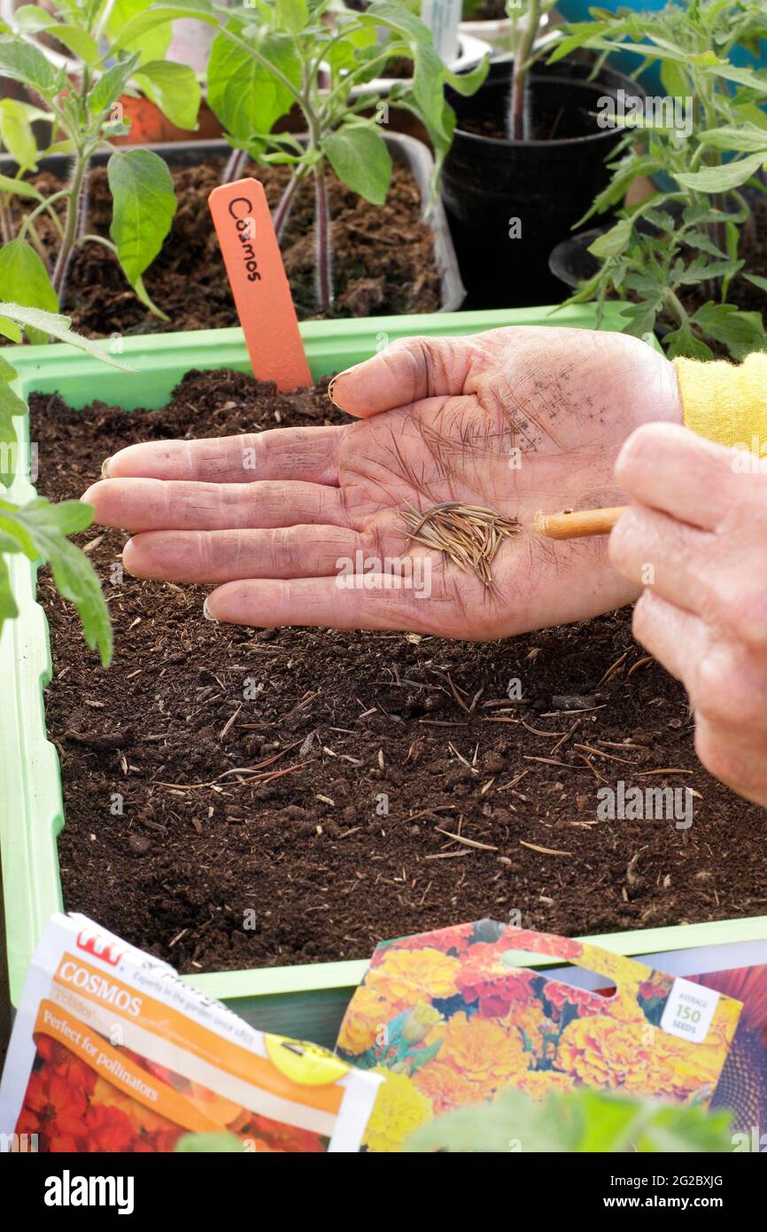Sowing cosmos seeds into a tray. Sowing Cosmos sulphureus 'Polidor' flower  seeds into a tray by gently tapping the hand to aid even seed spacing. UK  Stock Photo - Alamy