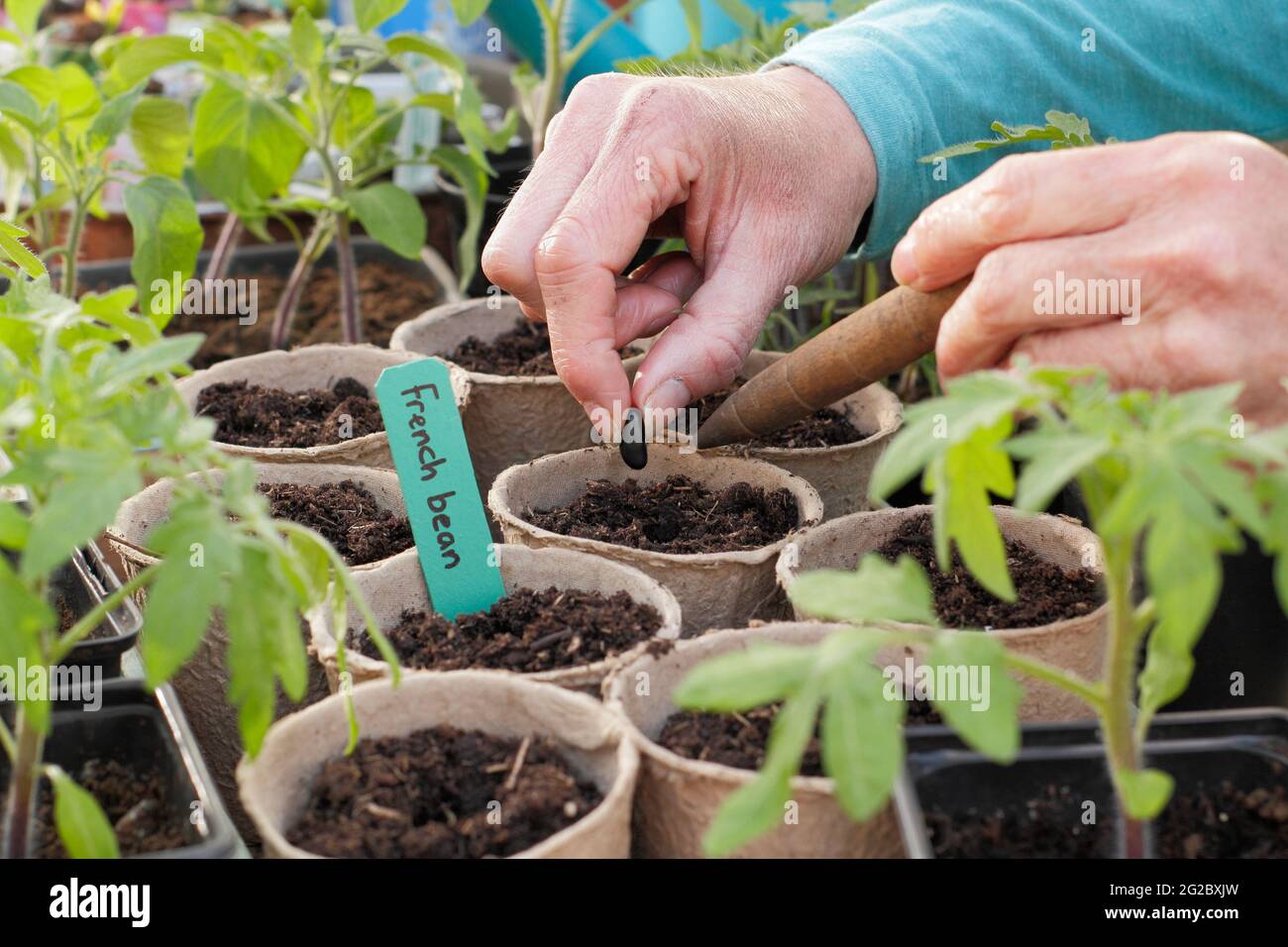 Sowing climbing French beans into pots.  Sowing Phaseolus vulgaris 'Cobra'  individually into biodegradable pots by hand. UK Stock Photo