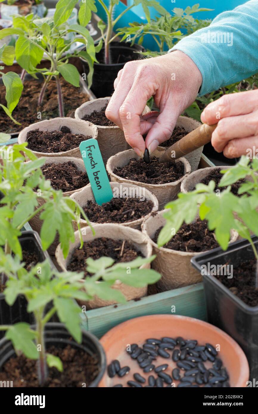 Sowing climbing French beans into pots.  Sowing Phaseolus vulgaris 'Cobra'  individually into biodegradable pots by hand. UK Stock Photo