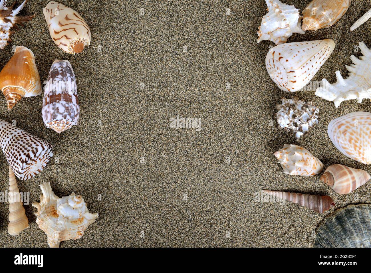 Tropical Shell Background Tropical sea shells hi-res stock photography and images - Alamy
