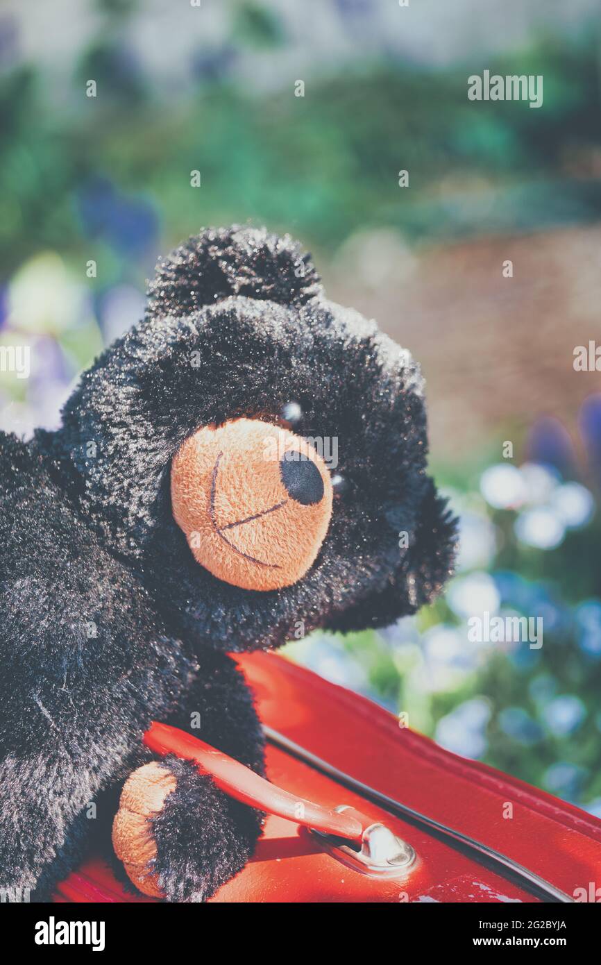 Black teddy bear cuddly toy holding carrying red suitcase. Concept of travel, journey, Stock Photo