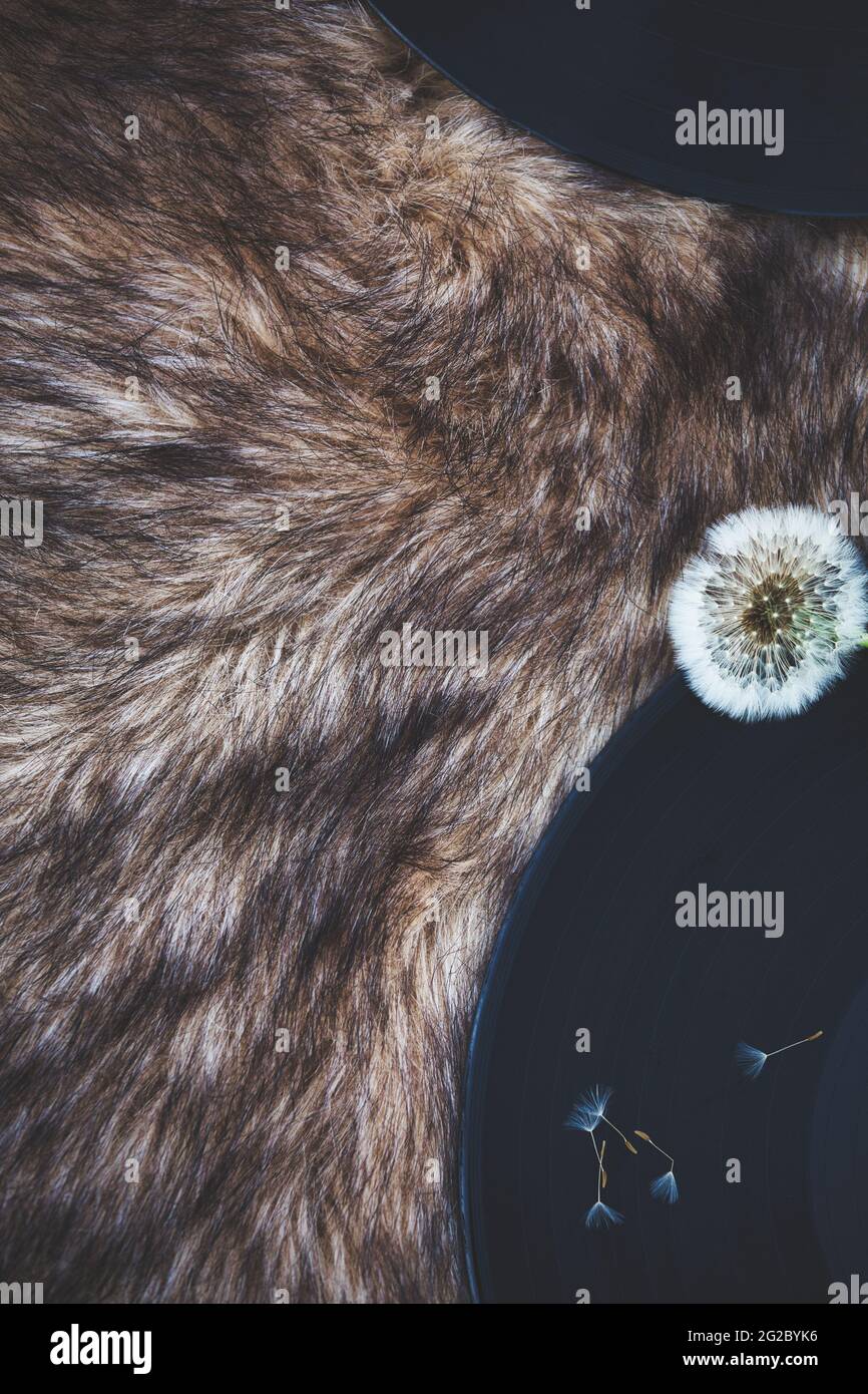 Dandelion seedhead and seeds on vinyl record on faux fur background. Concept of retro, nostalgia, fragility, texture Stock Photo