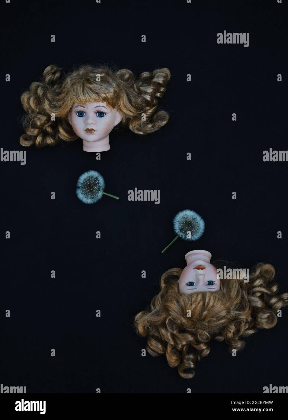 Directly above two porcelain dolls heads with curly hair and two dandelion seed heads on black background. Concept of pair, identical, two of a kind Stock Photo