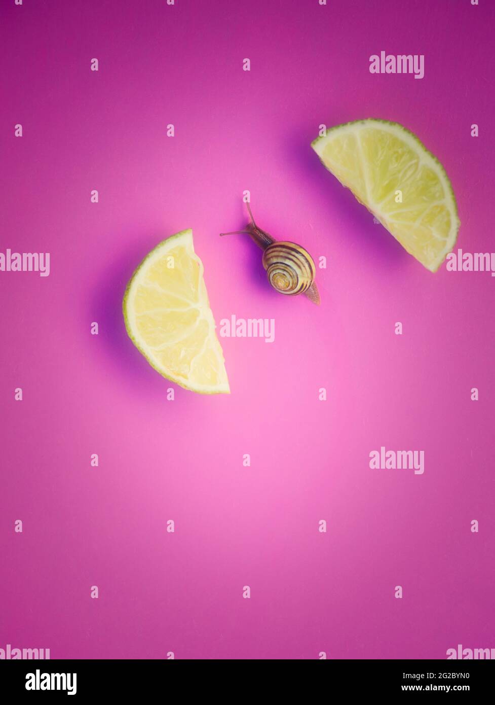 Directly above of striped garden snail (Cornu Aspersum) sliding between slices of fresh lime on pink background. Concept of slowness, crawling Stock Photo