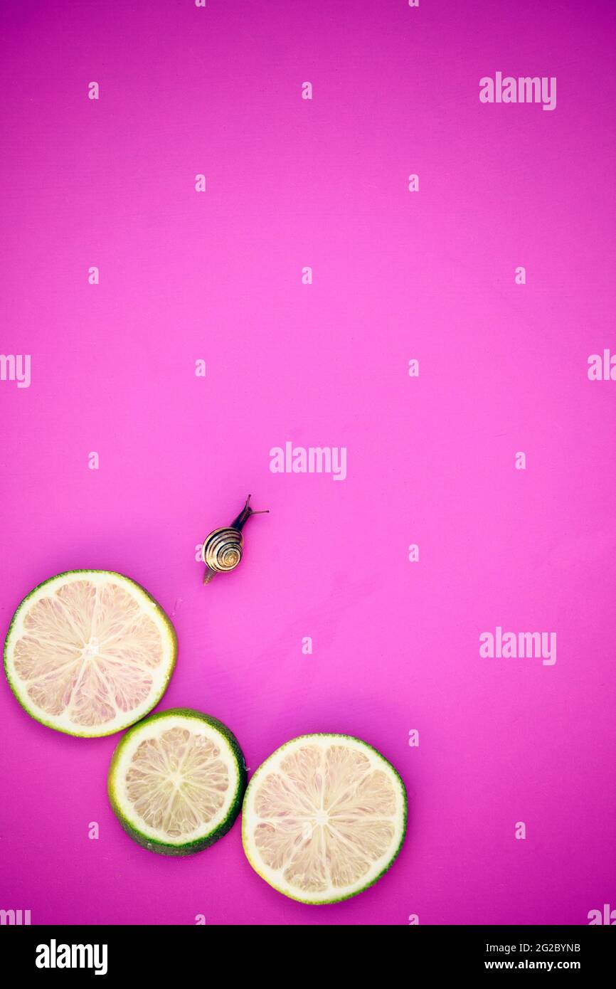 Directly above of striped garden snail (Cornu Aspersum) sliding away from slices of lime on pink background. Concept of slowness, solitude, creeping Stock Photo