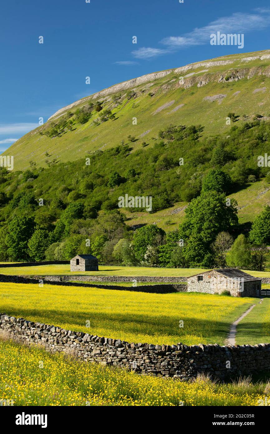 Stone field barn and flowering Hay meadow, Muker, Swaledale, Yorkshire Dales, North Yorkshire, UK Stock Photo