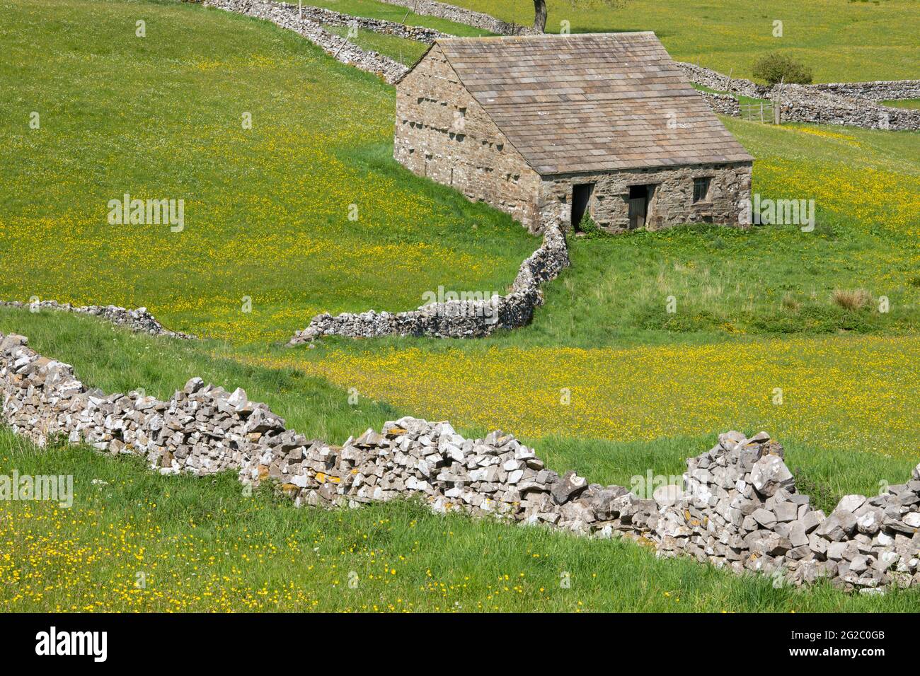Traditional field barn and dry stone walls near Hawes, Wensleydale, Yorkshire Dales, UK Stock Photo
