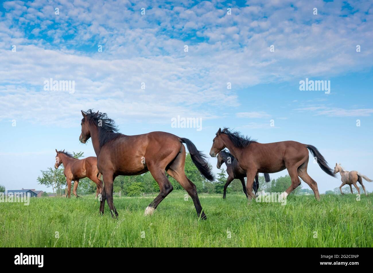 five young horses run in fresh green grass of meadow near utrecht in