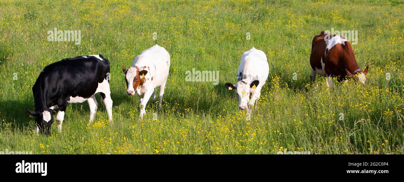 spotted cows in spring meadow with yellow flowers in the centre of the ...