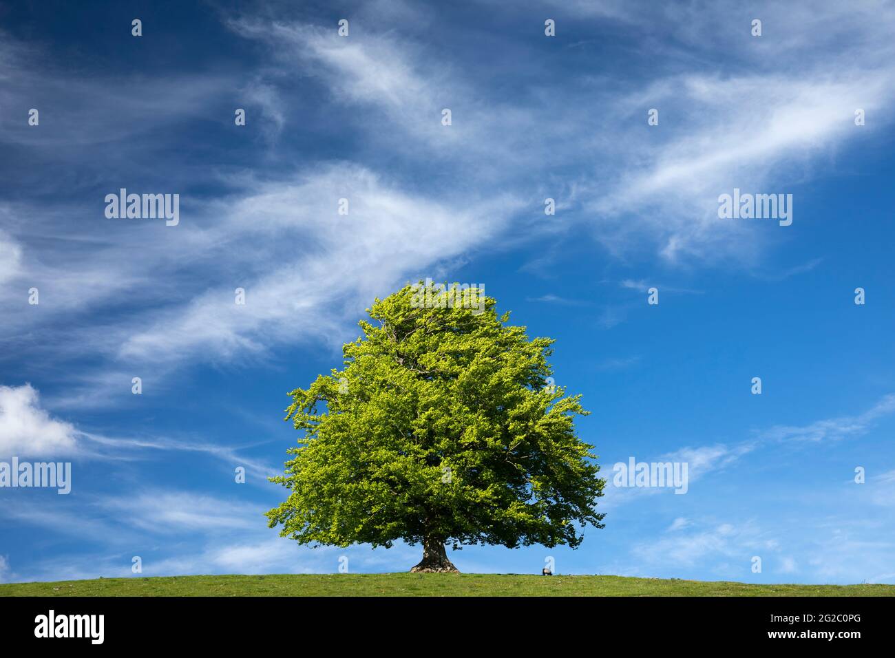 Single tree on top of hill at Askrigg, Wensleydale, Yorkshire Dales, UK Stock Photo