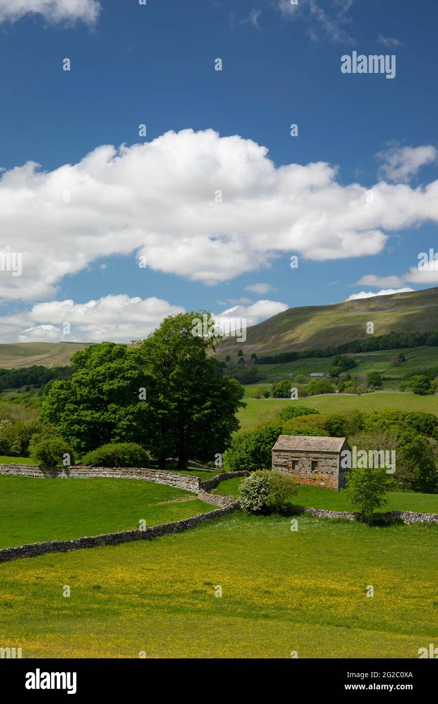 Traditional stone field barn and dry stone walls with view to Loveley Seat near Hawes, Wensleydale, Yorkshire Dales, UK Stock Photo