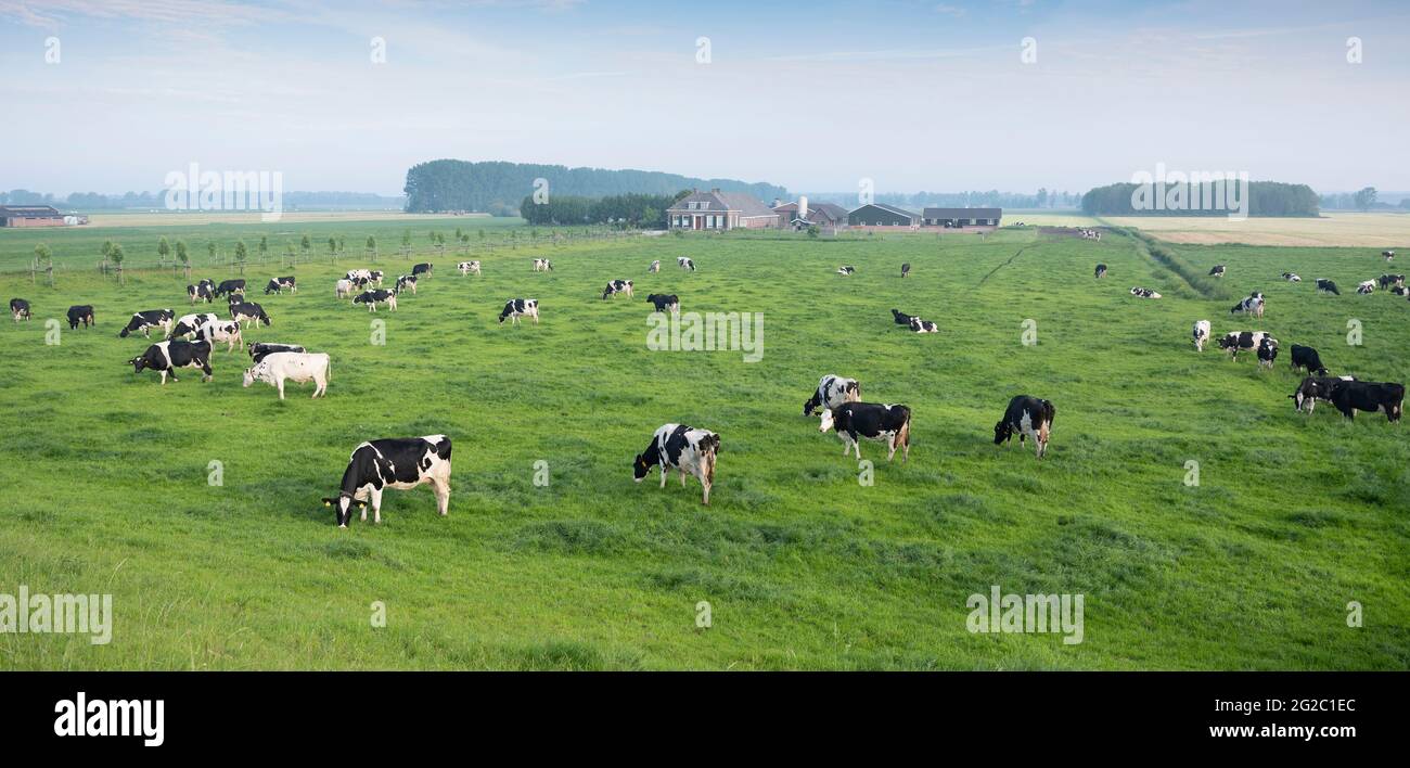 black and white spotted cows in green grassy meadow under blue sky seen ...