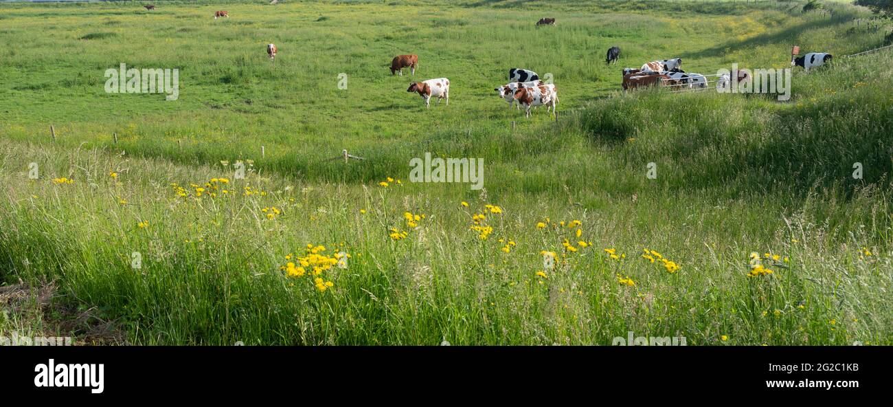 spotted cows in spring meadow with yellow flowers in the centre of the netherlands Stock Photo