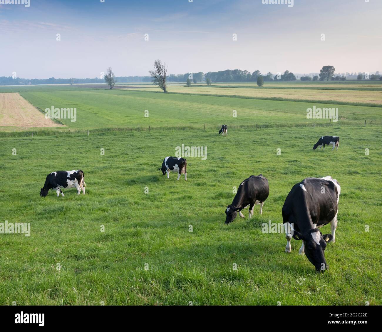 black and white spotted cows in green grassy meadow under blue sky seen ...