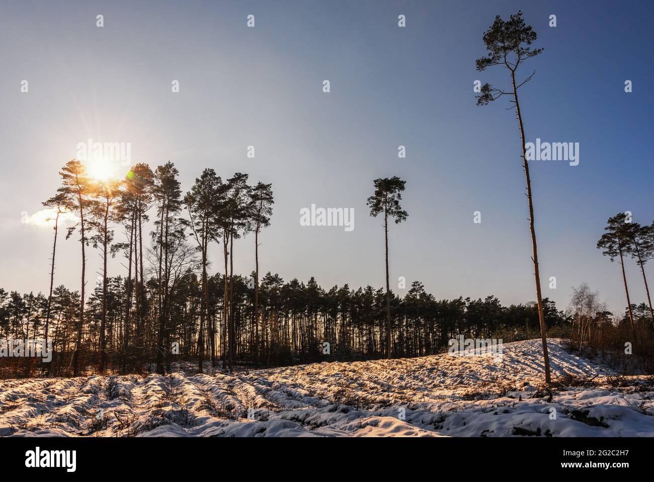 Snow-covered forest after tree felling at sunset, the effect of normal forest management. The area is prepared for new plantings. Single pine trees an Stock Photo
