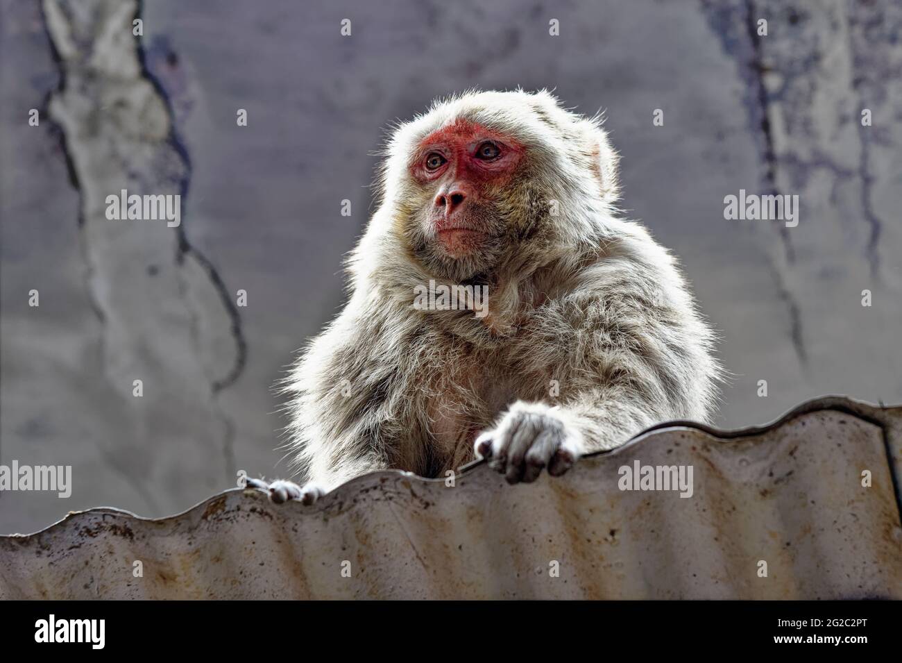 Rhesus Macaque in Chandni Chowk bazaar, one of the oldest market place in Old Delhi, India Stock Photo