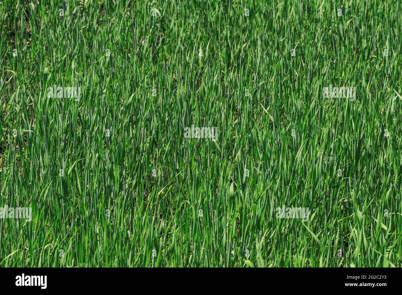 Green grass on the field as a background Stock Photo