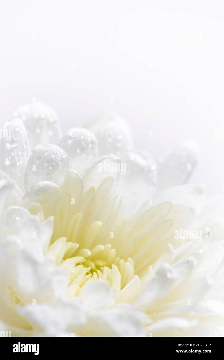 Still life of flowers on white background Stock Photo - Alamy