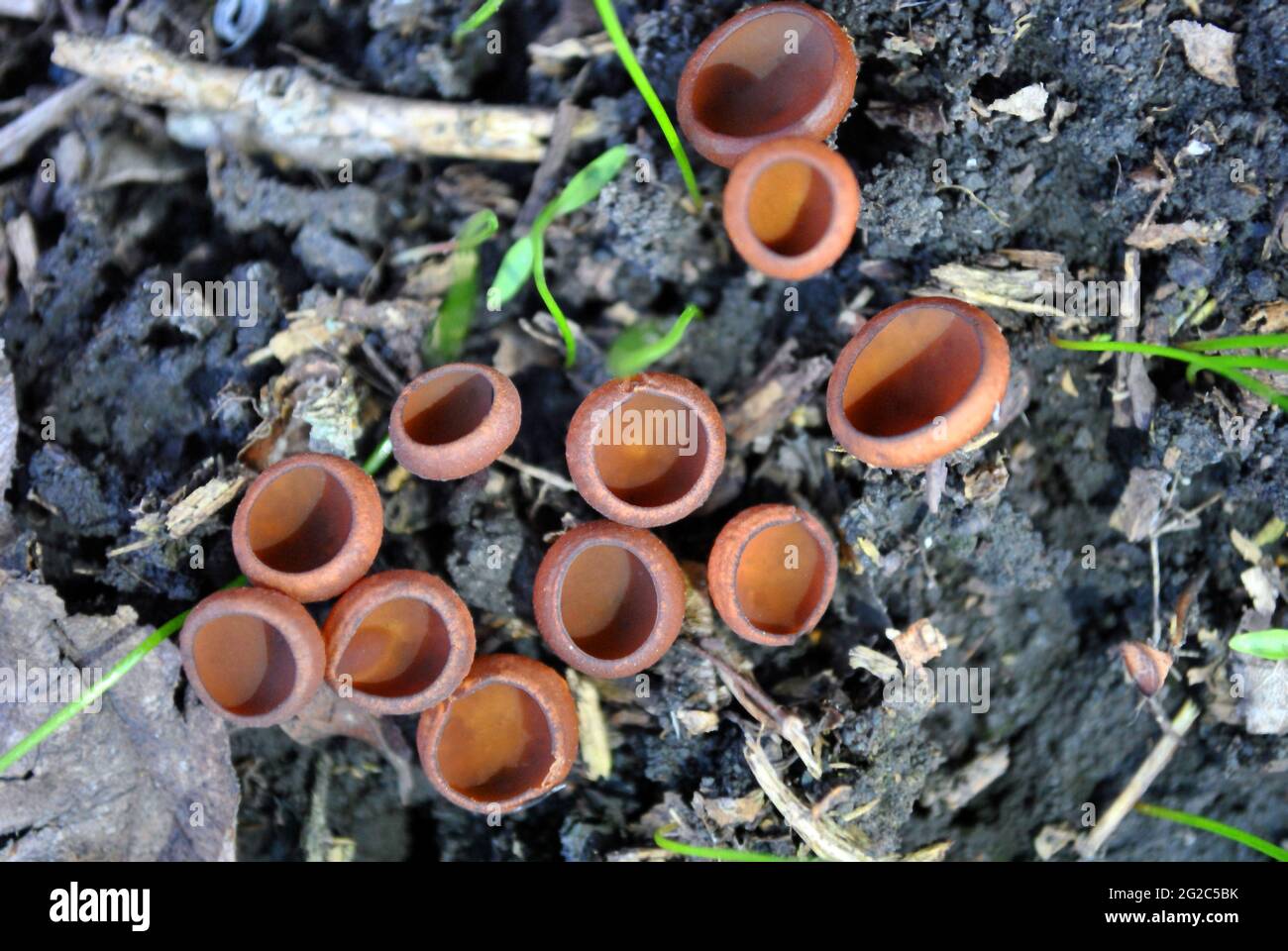 Sarcoscypha coccinea (scarlet elf cup or the scarlet cup) growing in wet soil, top view Stock Photo
