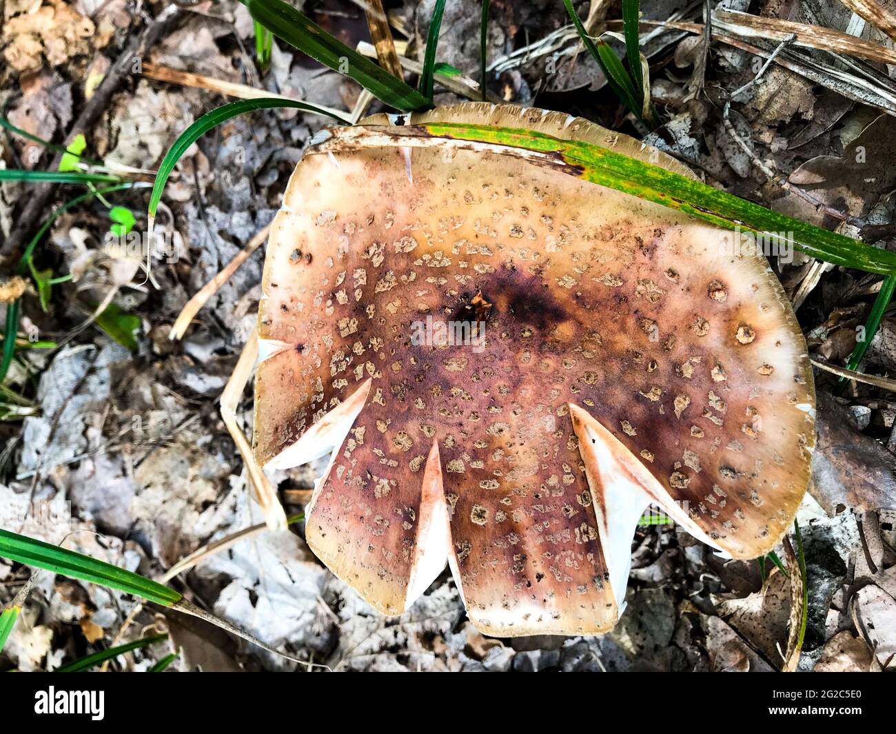 A forest mushroom. Mushroom mushroom in the woods. Stock Photo
