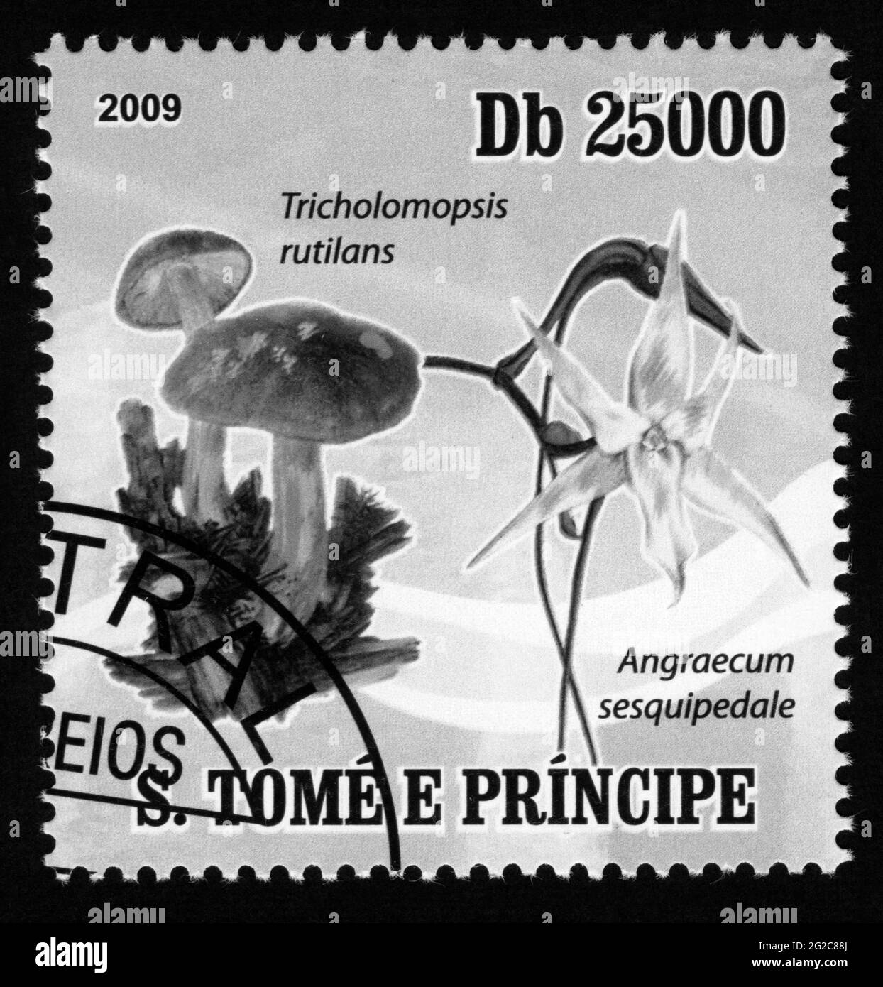 Stamp print in S.Tome and Principe, 2009, flowers,Angraecum sesquipedale Stock Photo