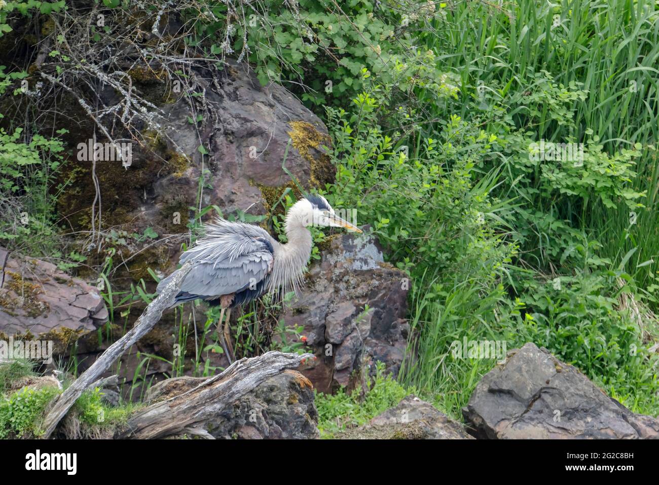 A great blue heron is perched on a rock by a lake near Coeur d'Alene, Idaho. Stock Photo