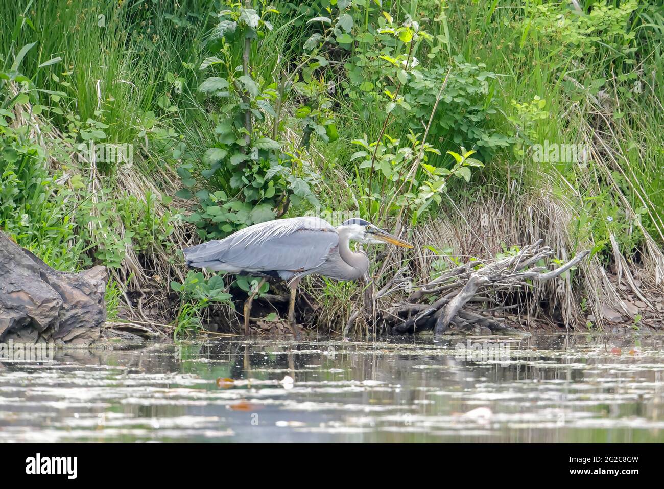 A great blue heron is wading in the water searching for fish in a lake near Coeur d'Alene, Idaho. Stock Photo