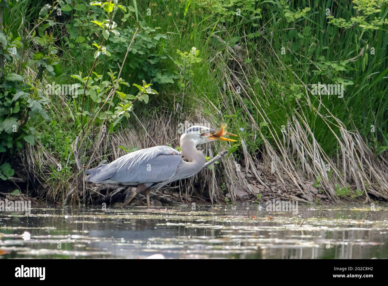 A great blue heron catches a fish at a lake in north Idaho. Stock Photo