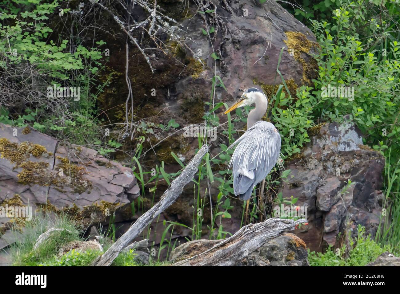 A great blue heron is perched on a rock by a lake near Coeur d'Alene, Idaho. Stock Photo
