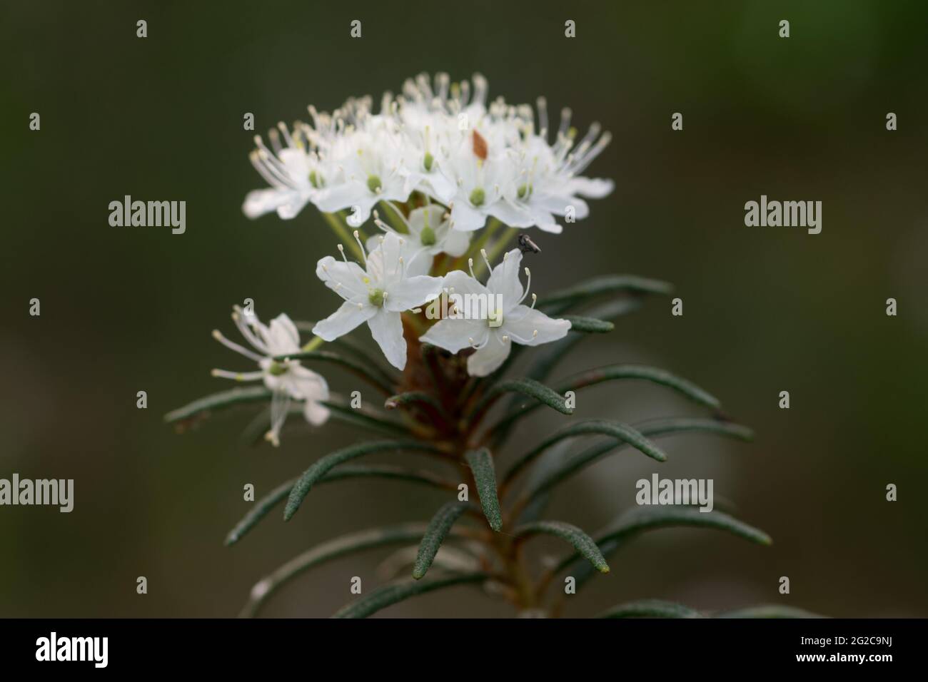 Rhododendron tomentosum,  marsh Labrador tea white flower closeup selective focus Stock Photo