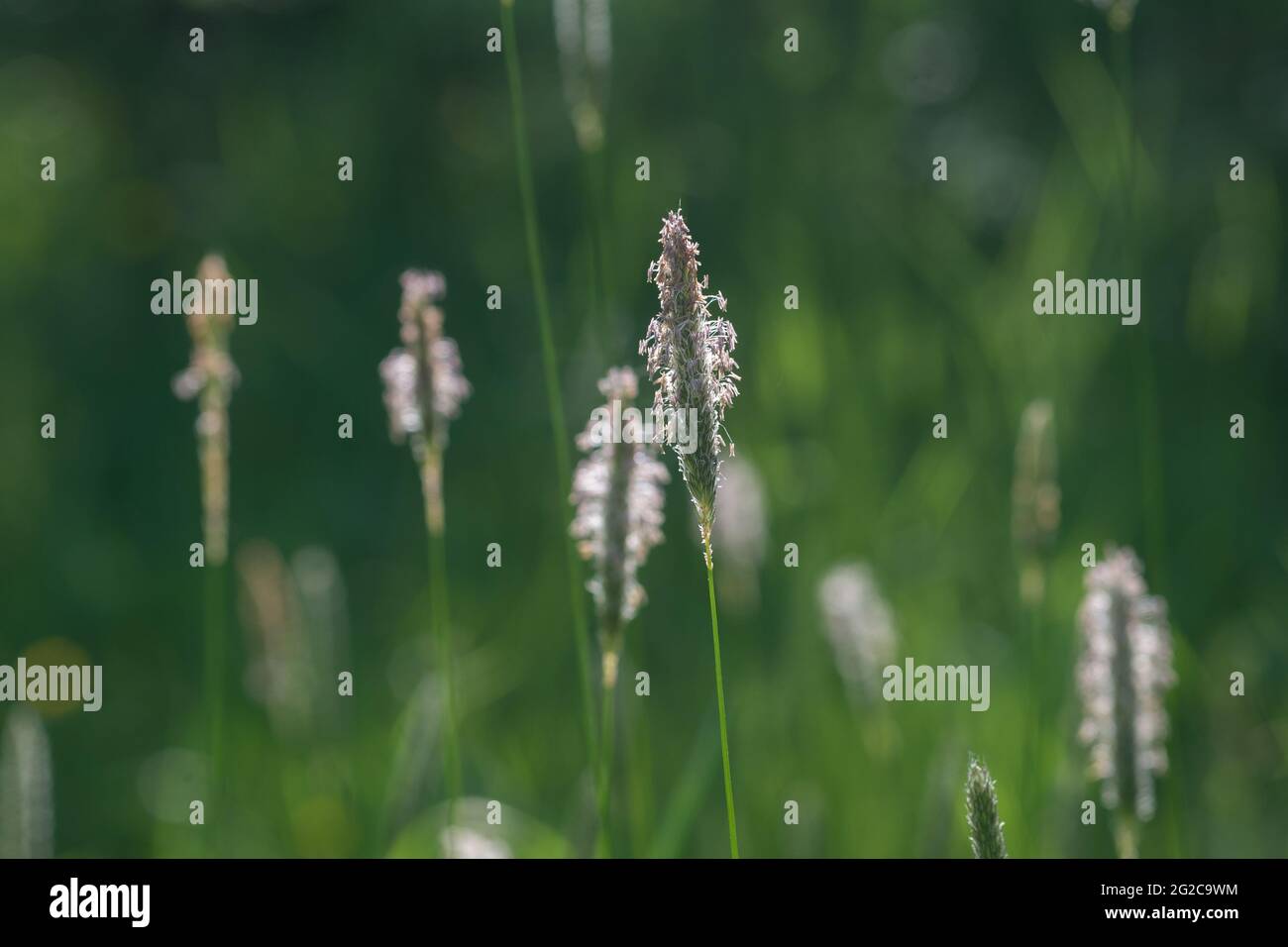 Alopecurus pratensis, meadow foxtail grass flowers closeup selective focus Stock Photo