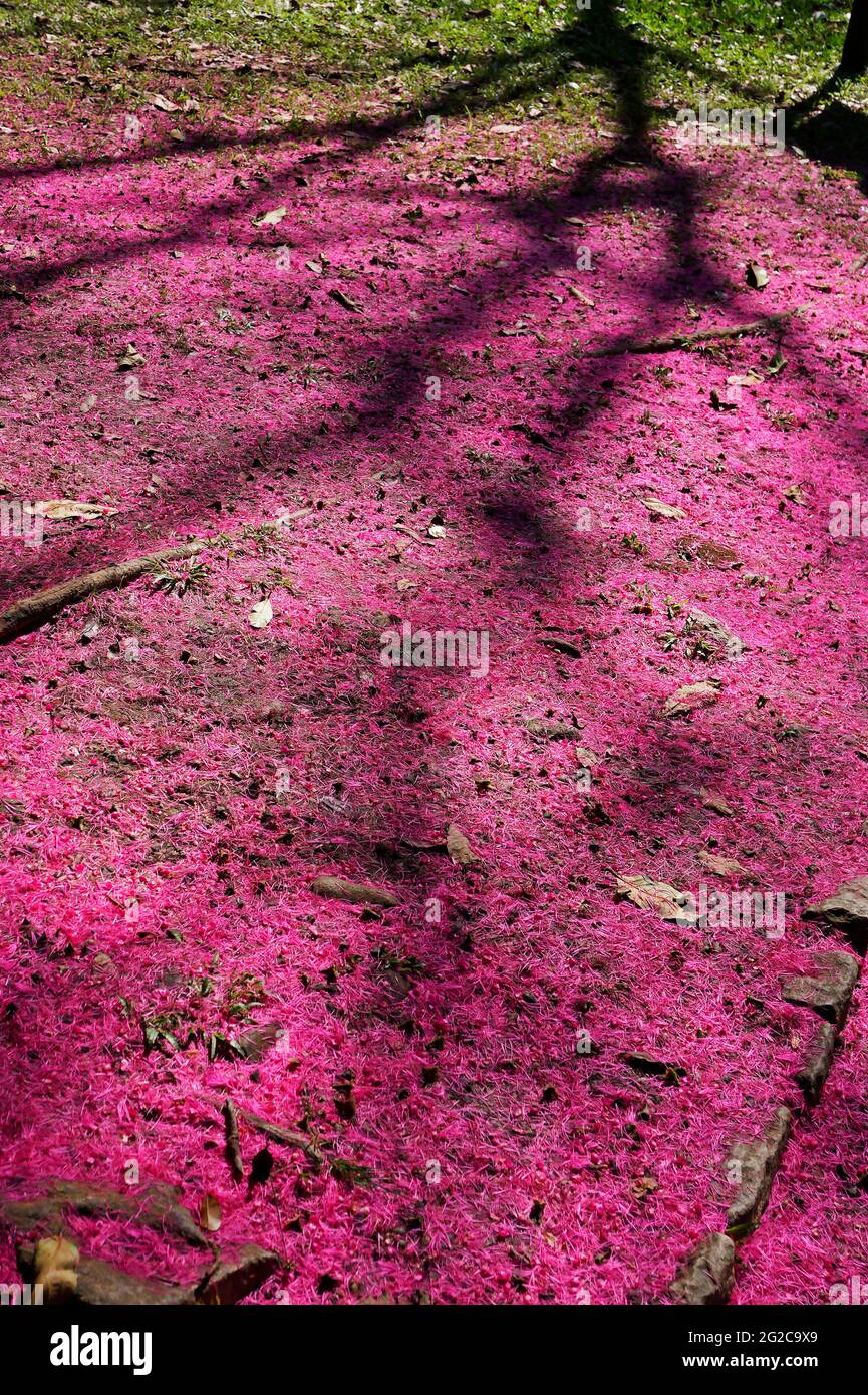 Malay Apple flowers (Syzygium Malaccense) on soil Stock Photo