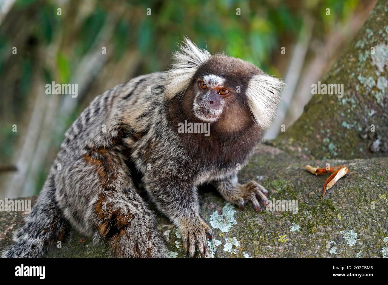 Common marmoset (Callithrix jacchus) on tree Stock Photo