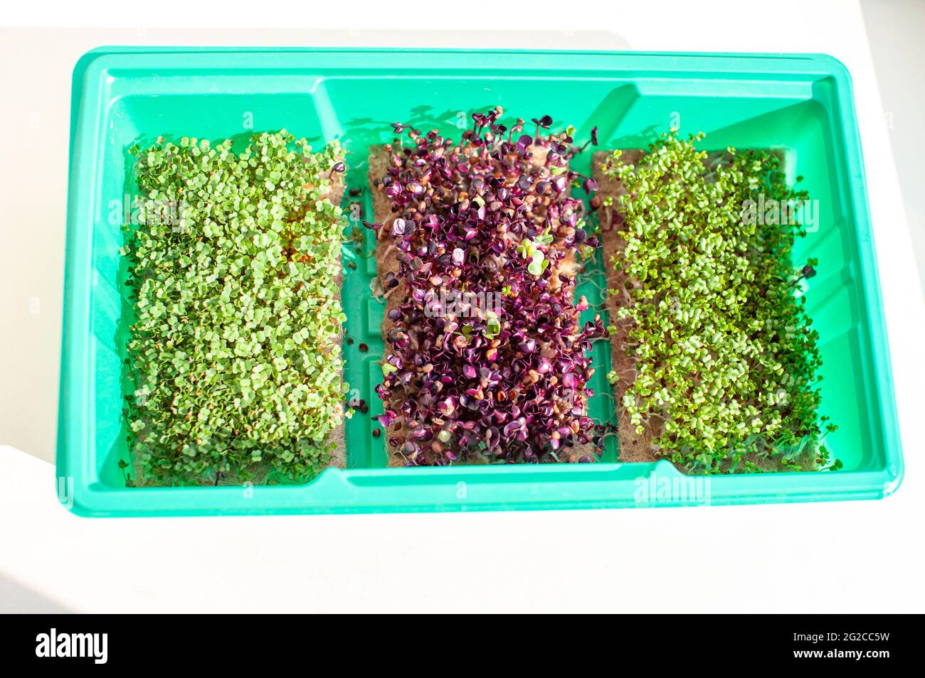 Mustard seed germination hires stock photography and images Alamy