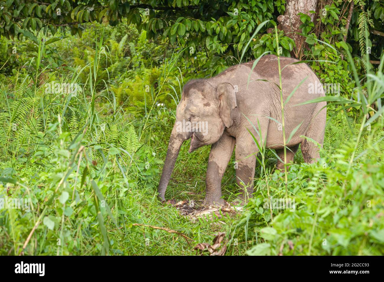 Borneo pygmy elephants (Elephas maximus borneensis), eating in the